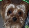 botta's Avatar