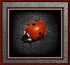 Widody's Avatar